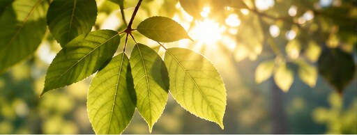 Sunlight filtering through green leaves.